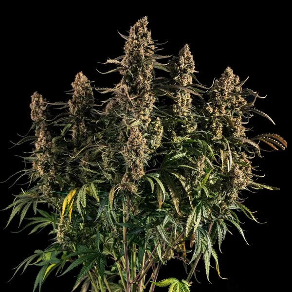Royal Queen Seeds Medusa F1 Hybrid Auto 3er Pack