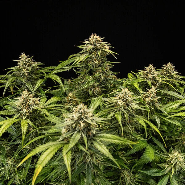 Royal Queen Seeds Medusa F1 Hybrid Auto 3er Pack
