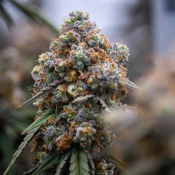 Royal Queen Seeds Medusa F1 Hybrid Auto 3er Pack
