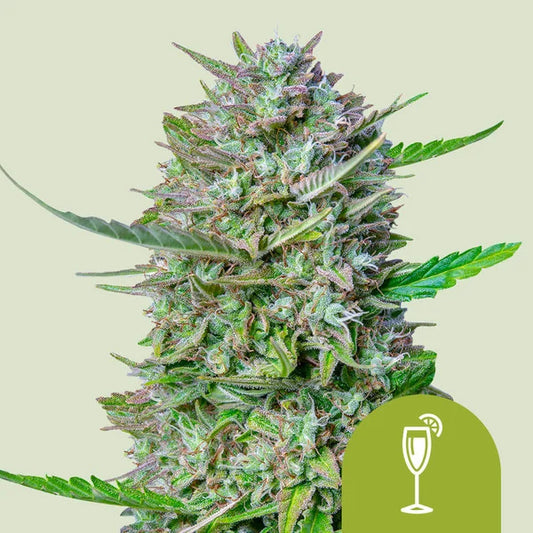 Royal Queen Seeds Mimosa Auto VE 3 Stück Sativa 65% Indica 30% Ruderalis 5%