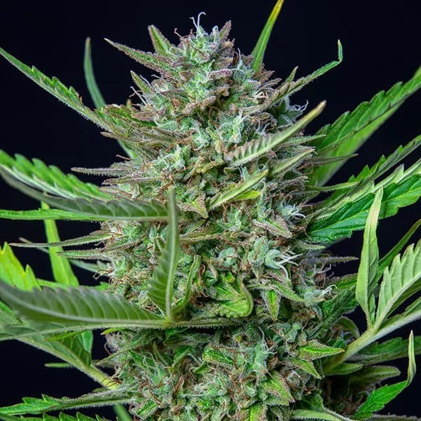 Royal Queen Seeds Mimosa Auto VE 3 Stück Sativa 65% Indica 30% Ruderalis 5%