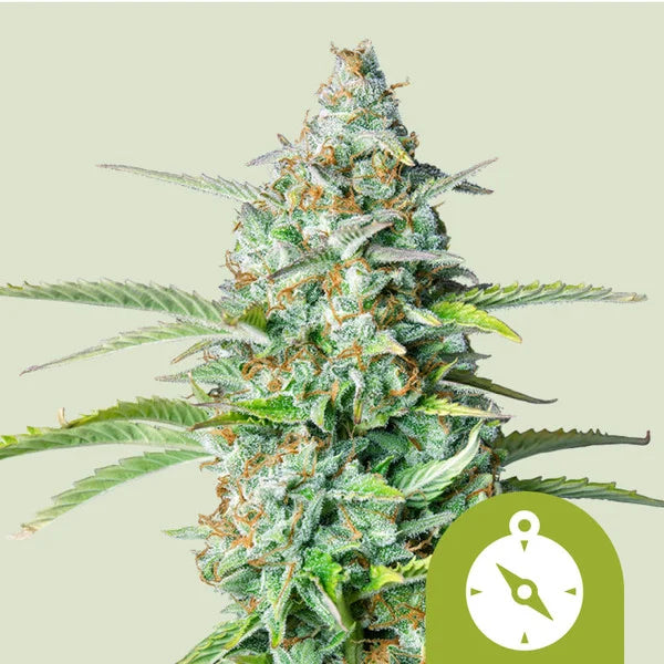 Royal Queen Seeds Northern Light Auto 3er Pack