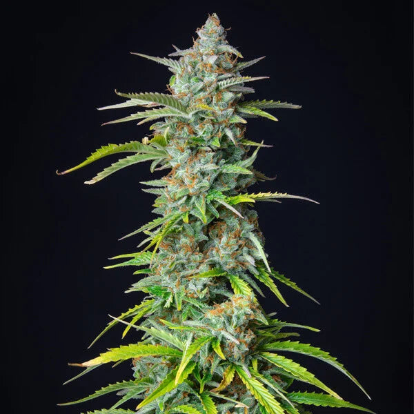 Royal Queen Seeds Northern Light Auto 3er Pack