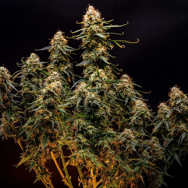 Royal Queen Seeds Northern Light Auto 3er Pack
