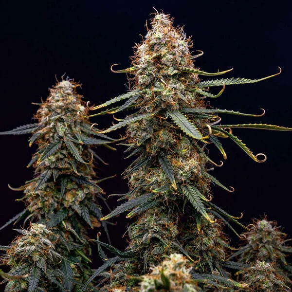 Royal Queen Seeds Northern Light Auto 3er Pack