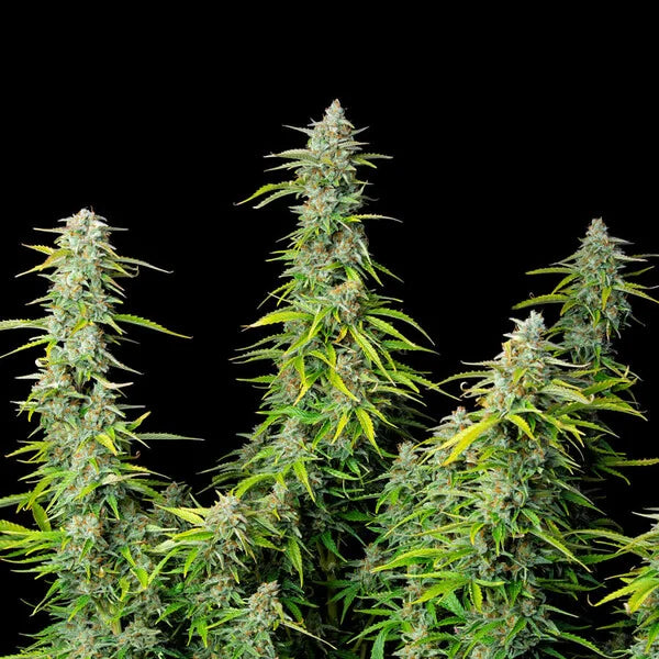 Royal Queen Seeds Northern Light Auto 3er Pack