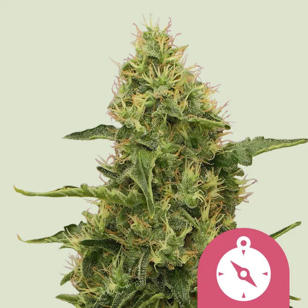 Royal Queen Seeds, Northern Light Feminisiert 3 Stück