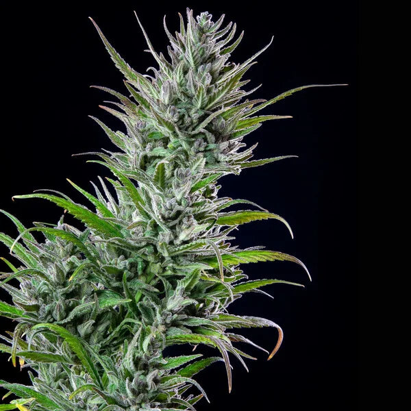 Royal Queen Seeds, Northern Light Feminisiert 3 Stück