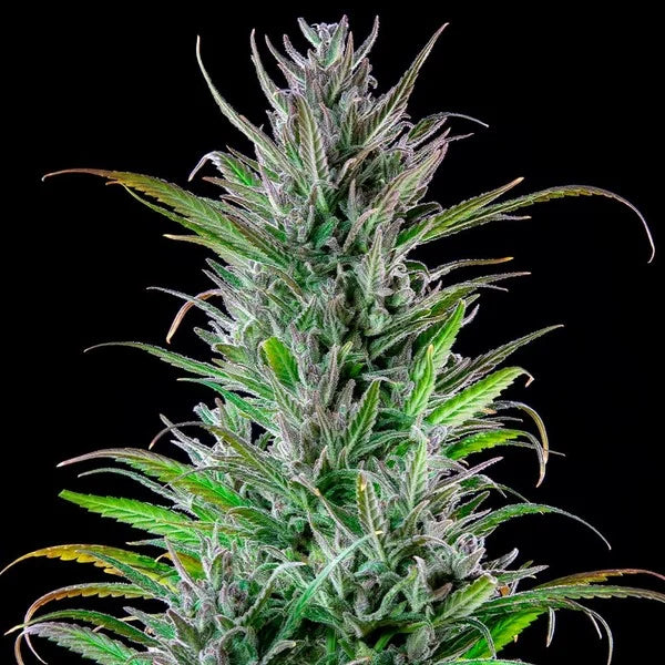 Royal Queen Seeds, Northern Light Feminisiert 3 Stück