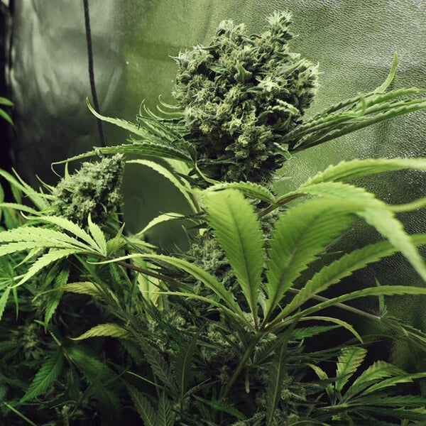 Royal Queen Seeds, Northern Light Feminisiert 3 Stück