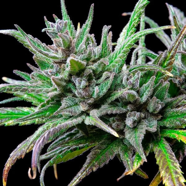 Royal Queen Seeds, Northern Light Feminisiert 3 Stück