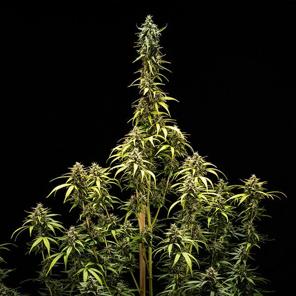 Royal Queen Seeds Tyson NYC Sour D Auto 3er Pack