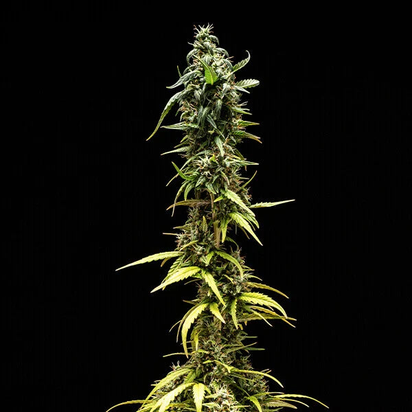 Royal Queen Seeds Tyson NYC Sour D Auto 3er Pack