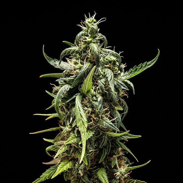 Royal Queen Seeds Tyson NYC Sour D Auto 3er Pack