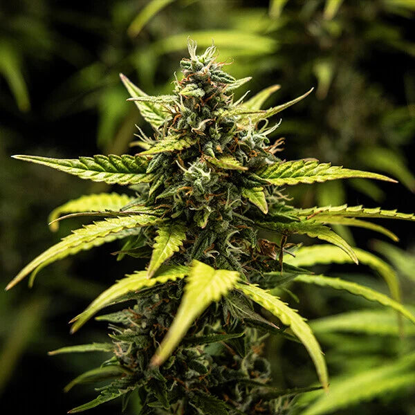 Royal Queen Seeds Tyson NYC Sour D Auto 3er Pack