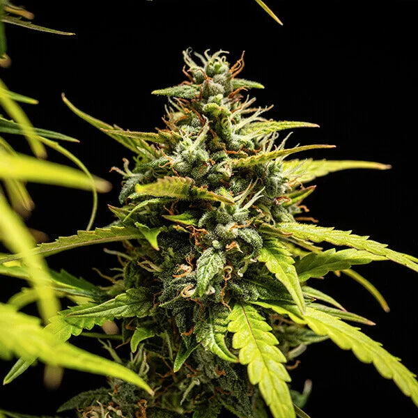 Royal Queen Seeds Tyson NYC Sour D Auto 3er Pack