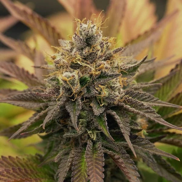 Royal Queen Seeds O.G.Kush Feminisiert 3er Pack