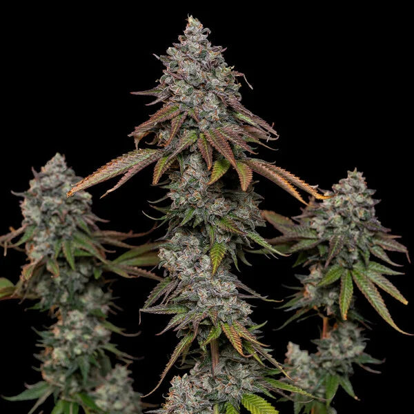 Royal Queen Seeds O.G.Kush Feminisiert 3er Pack