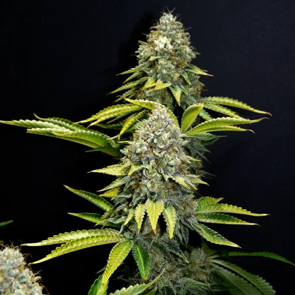 Royal Queen Seeds O.G.Kush Feminisiert 3er Pack