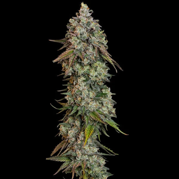 Royal Queen Seeds O.G.Kush Feminisiert 3er Pack