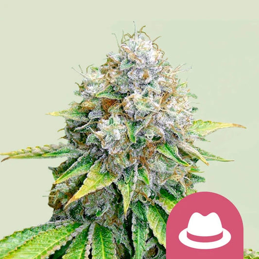 Royal Queen Seeds O.G.Kush Feminisiert 3er Pack