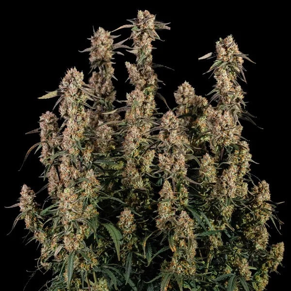 Royal Queen Seeds Orion F1 Hybrid Auto 3er Pack