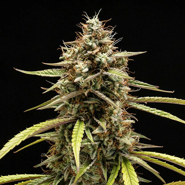 Royal Queen Seeds Orion F1 Hybrid Auto 3er Pack