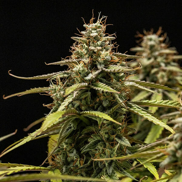 Royal Queen Seeds Orion F1 Hybrid Auto 3er Pack
