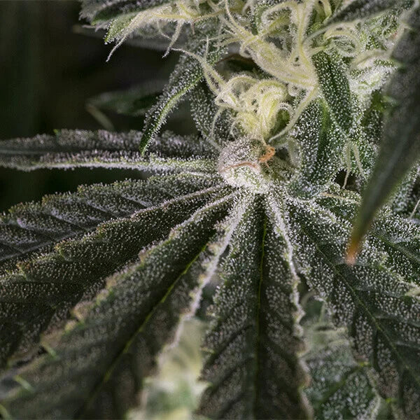 Royal Queen Seeds Tyson Punch Pie Feminisiert 3er Pack
