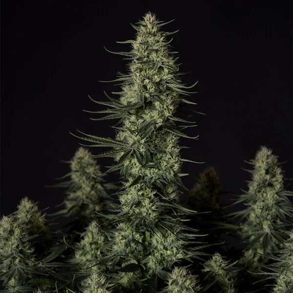 Royal Queen Seeds Tyson Punch Pie Feminisiert 3er Pack