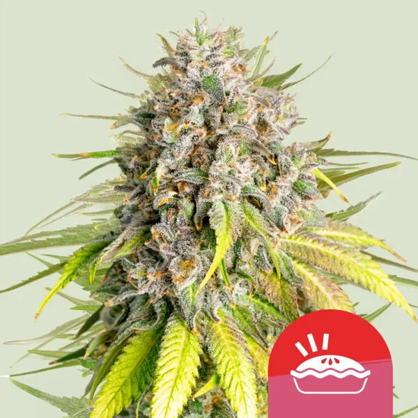 Royal Queen Seeds Tyson Punch Pie Feminisiert 3er Pack