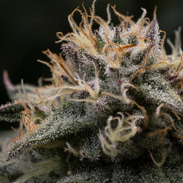 Royal Queen Seeds Tyson Punch Pie Feminisiert 3er Pack