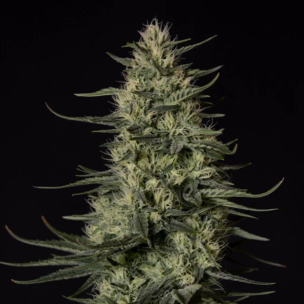 Royal Queen Seeds Tyson Punch Pie Feminisiert 3er Pack