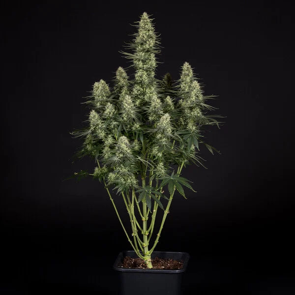 Royal Queen Seeds Tyson Punch Pie Feminisiert 3er Pack