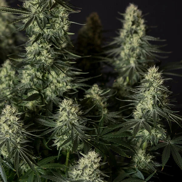 Royal Queen Seeds Tyson Punch Pie Feminisiert 3er Pack