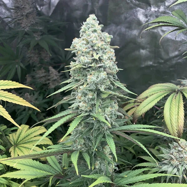 Royal Queen Seeds Purple Queen Feminisiert 3er Pack