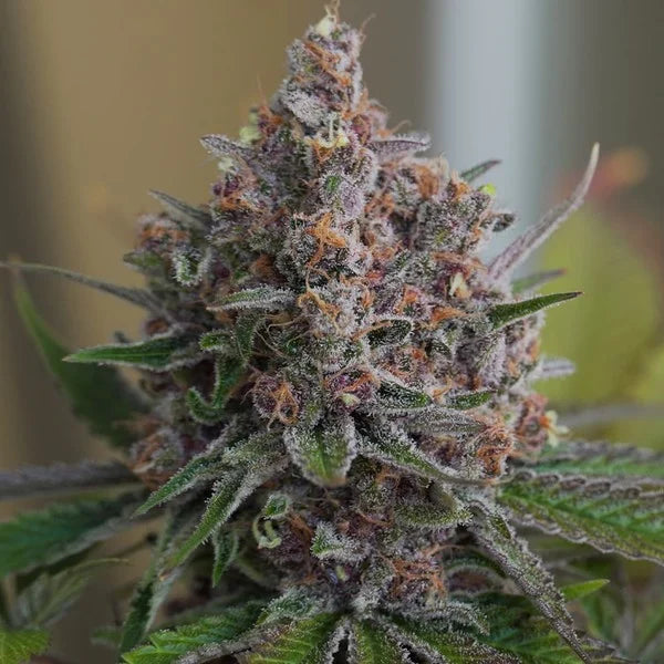 Royal Queen Seeds Purple Queen Feminisiert 3er Pack