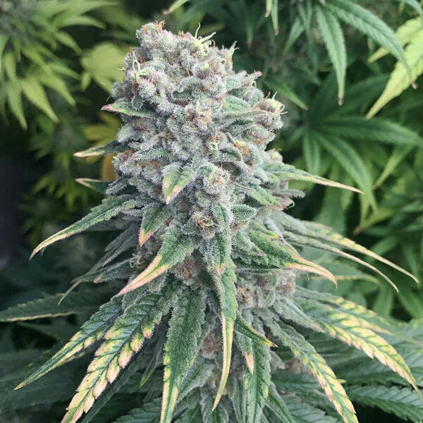 Royal Queen Seeds Purple Queen Feminisiert 3er Pack