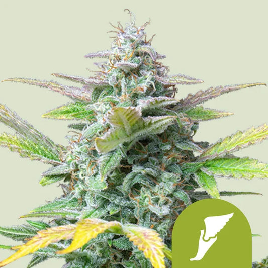 Royal Queen Seeds Quick One Auto 3er Pack