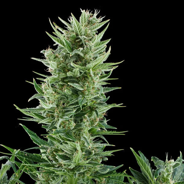 Royal Queen Seeds Quick One Auto 3er Pack