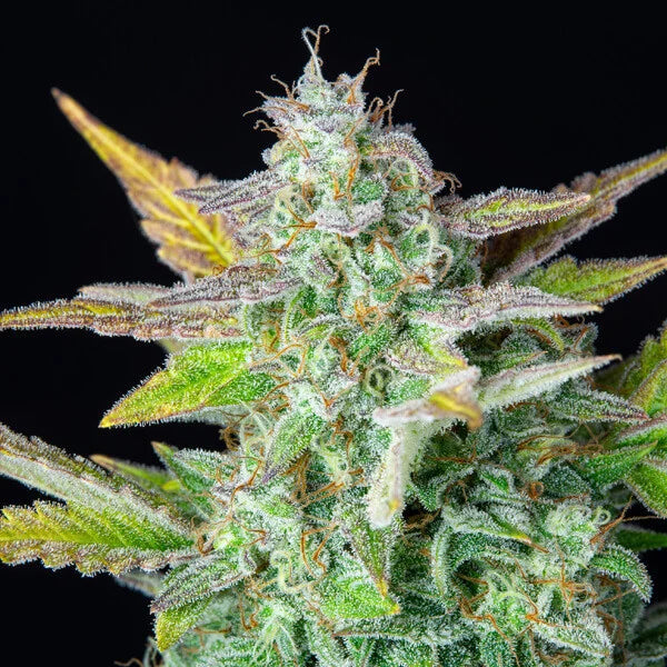 Royal Queen Seeds Quick One Auto 3er Pack