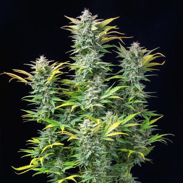 Royal Queen Seeds Quick One Auto 3er Pack