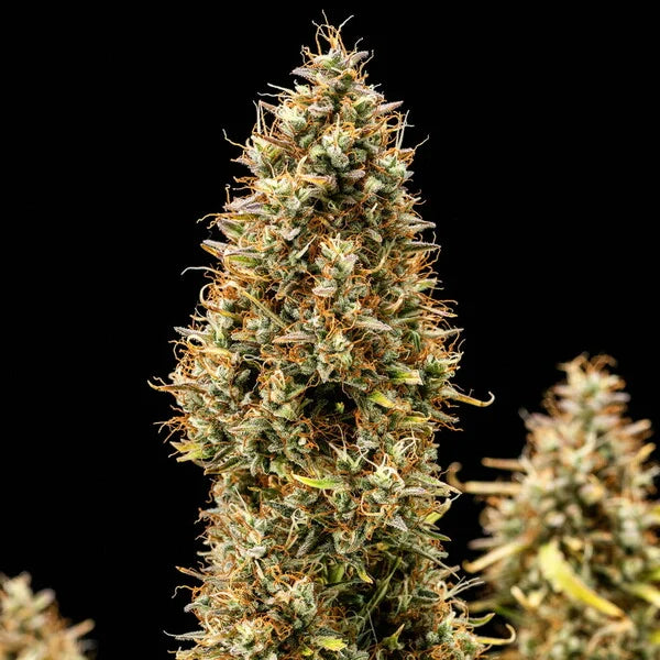 Royal Queen Seeds Royal Cookies Auto 3er Pack