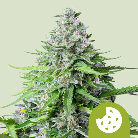 Royal Queen Seeds Royal Cookies Auto 3er Pack