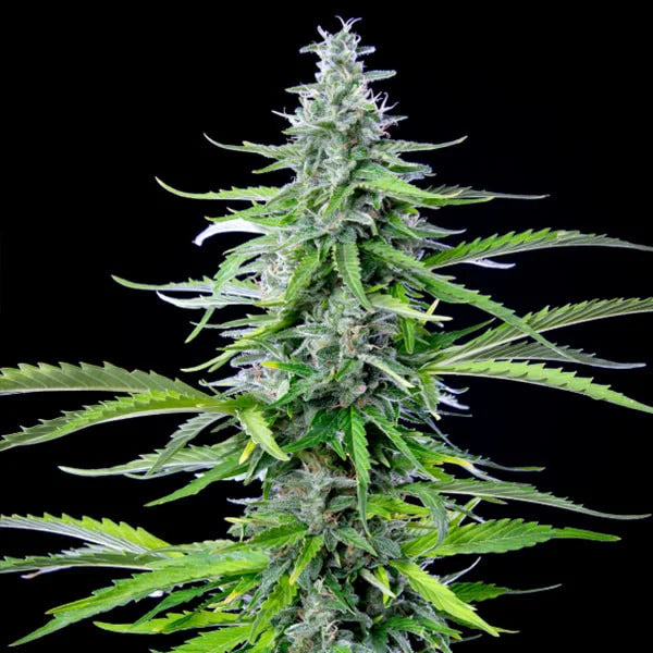 Royal Queen Seeds Royal Cookies Auto 3er Pack