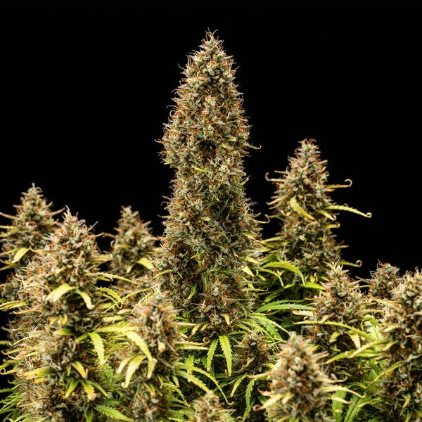 Royal Queen Seeds Royal Cookies Auto 3er Pack