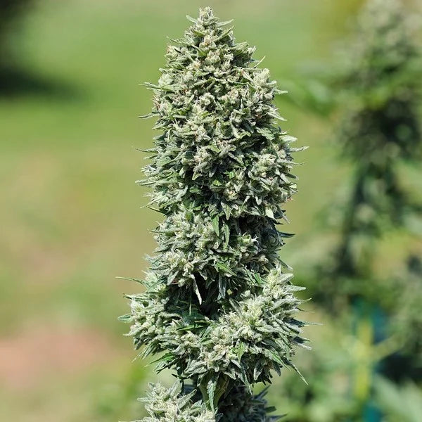 Royal Queen Seeds Royal Cookies Auto 3er Pack
