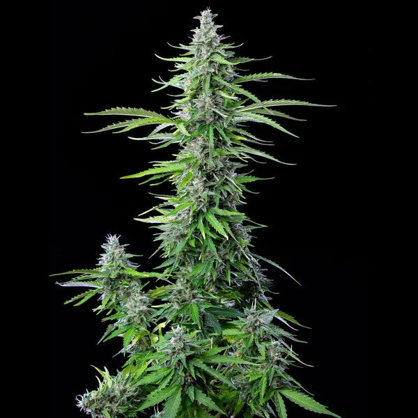 Royal Queen Seeds Royal Cookies Auto 3er Pack