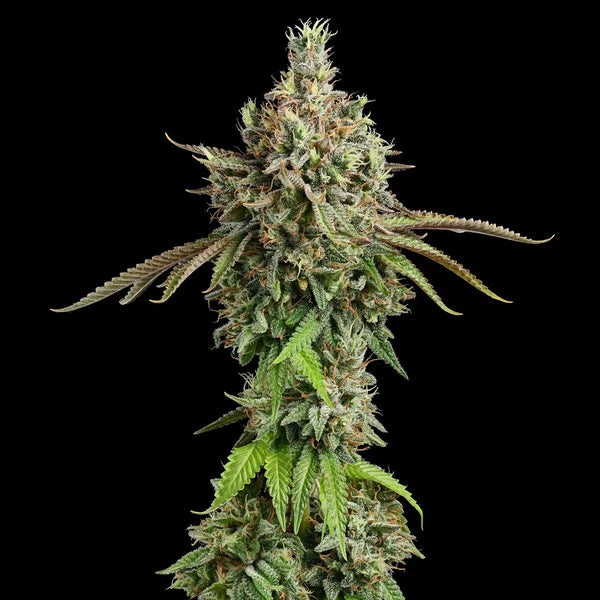 Royal Queen Seeds Royal Cookies Feminisiert 3er Pack