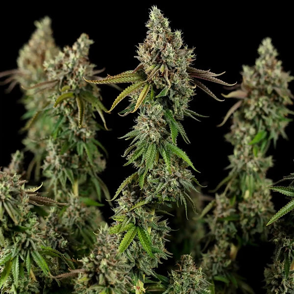 Royal Queen Seeds Royal Cookies Feminisiert 3er Pack